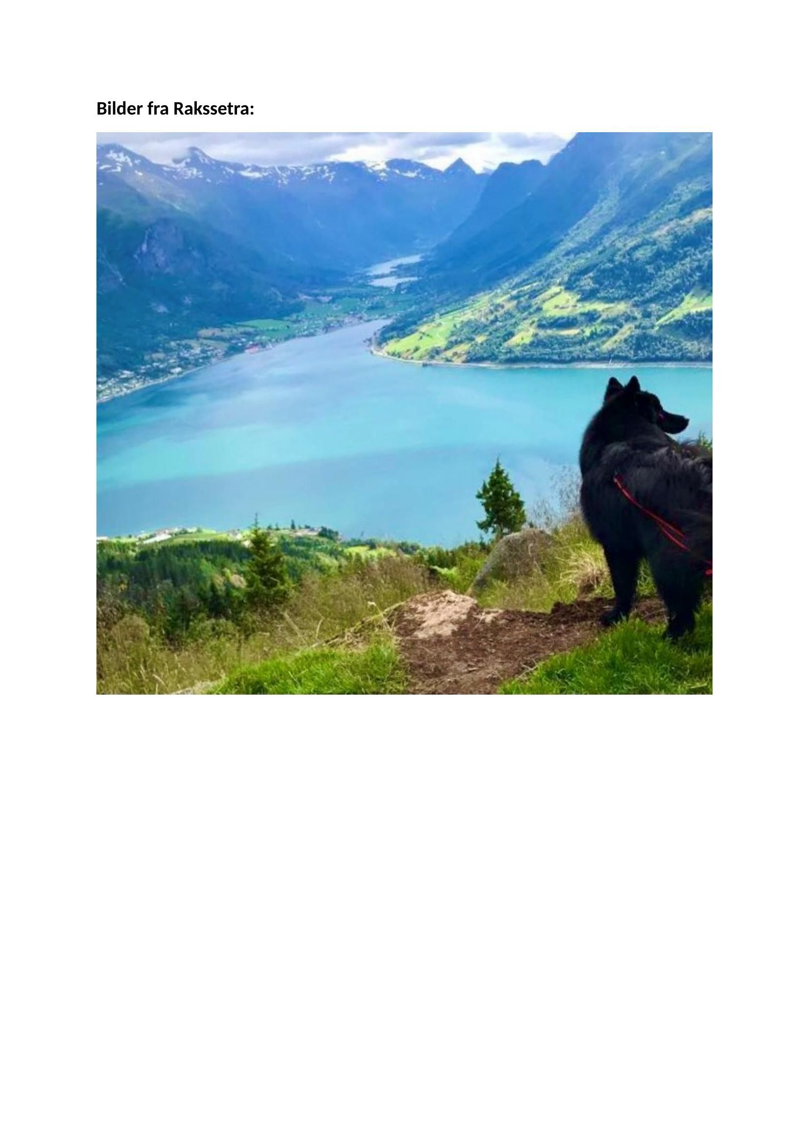 Svart hund i en gresskledd åsside med utsikt over en blå fjellsjø og landsby nedenfor.