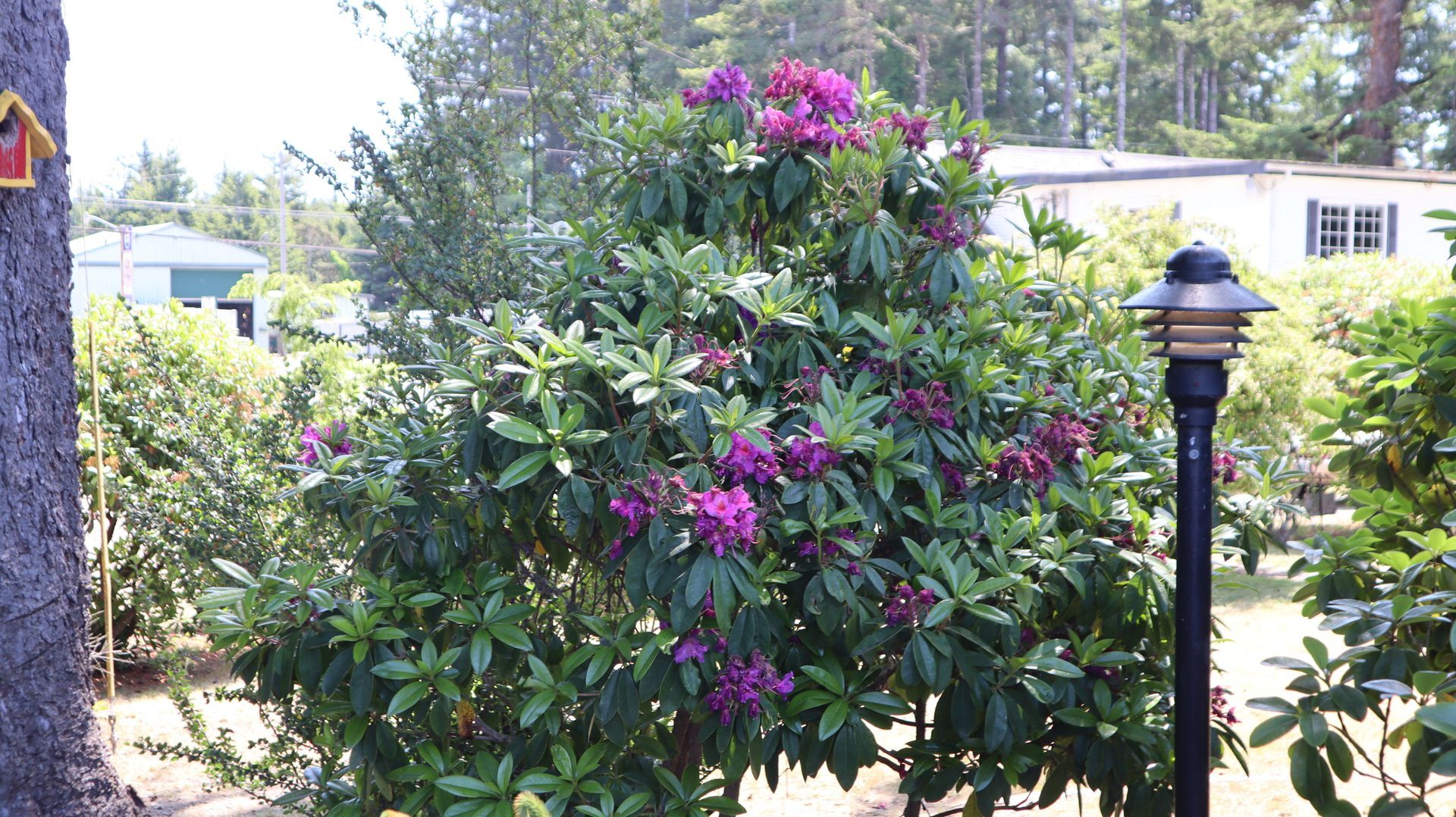 Flowering shrub with purple blooms in a garden beside a black lamp post.