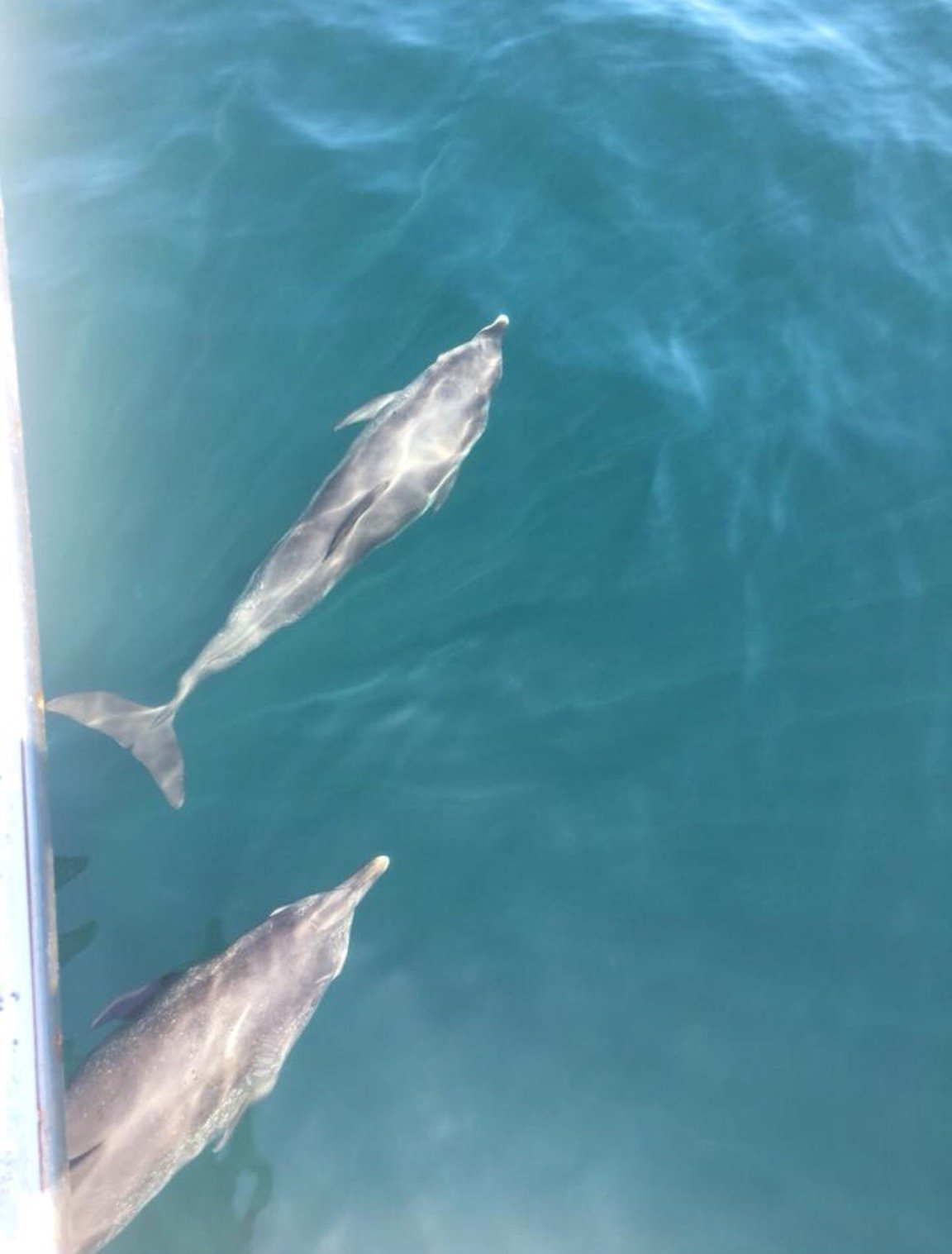 Fishing Destin, FL | Destin Harbor | Charter Boat Relentless | www.charterboatrelentless.com | A Luxury Charter Boat at Everyday Rates | 65' x 20' | Two dolphins are swimming in the ocean near a boat.