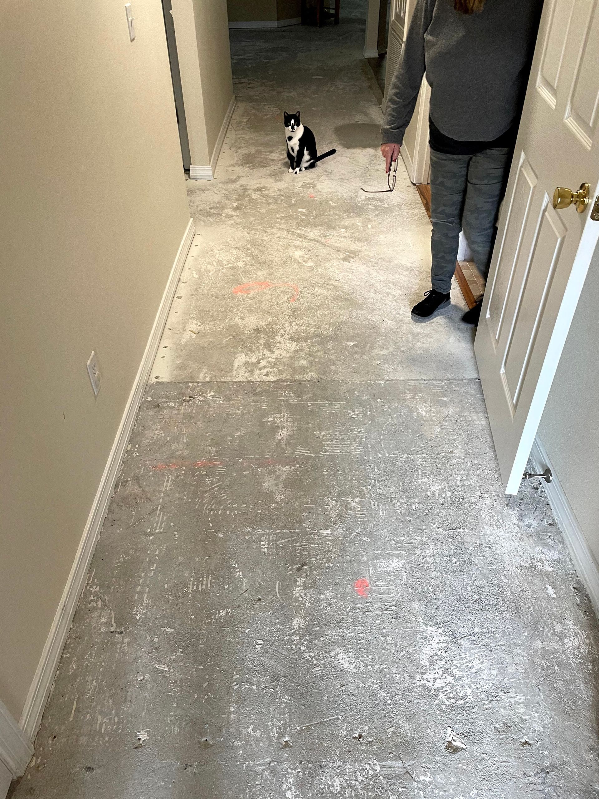Narrow hallway with a cat sitting on carpet and a person standing at the right edge.