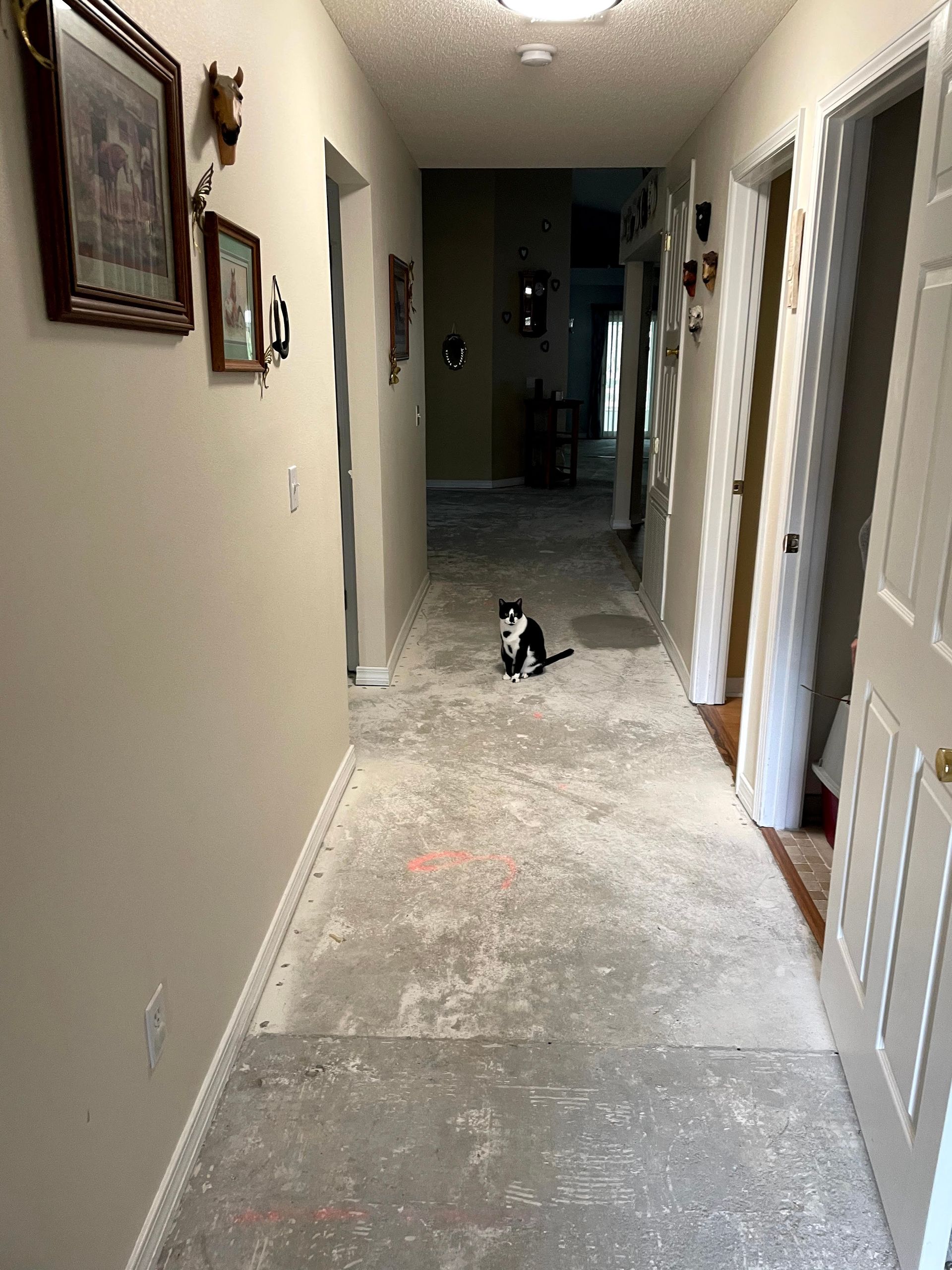 Long hallway with white walls and a small black-and-white dog sitting in the center.