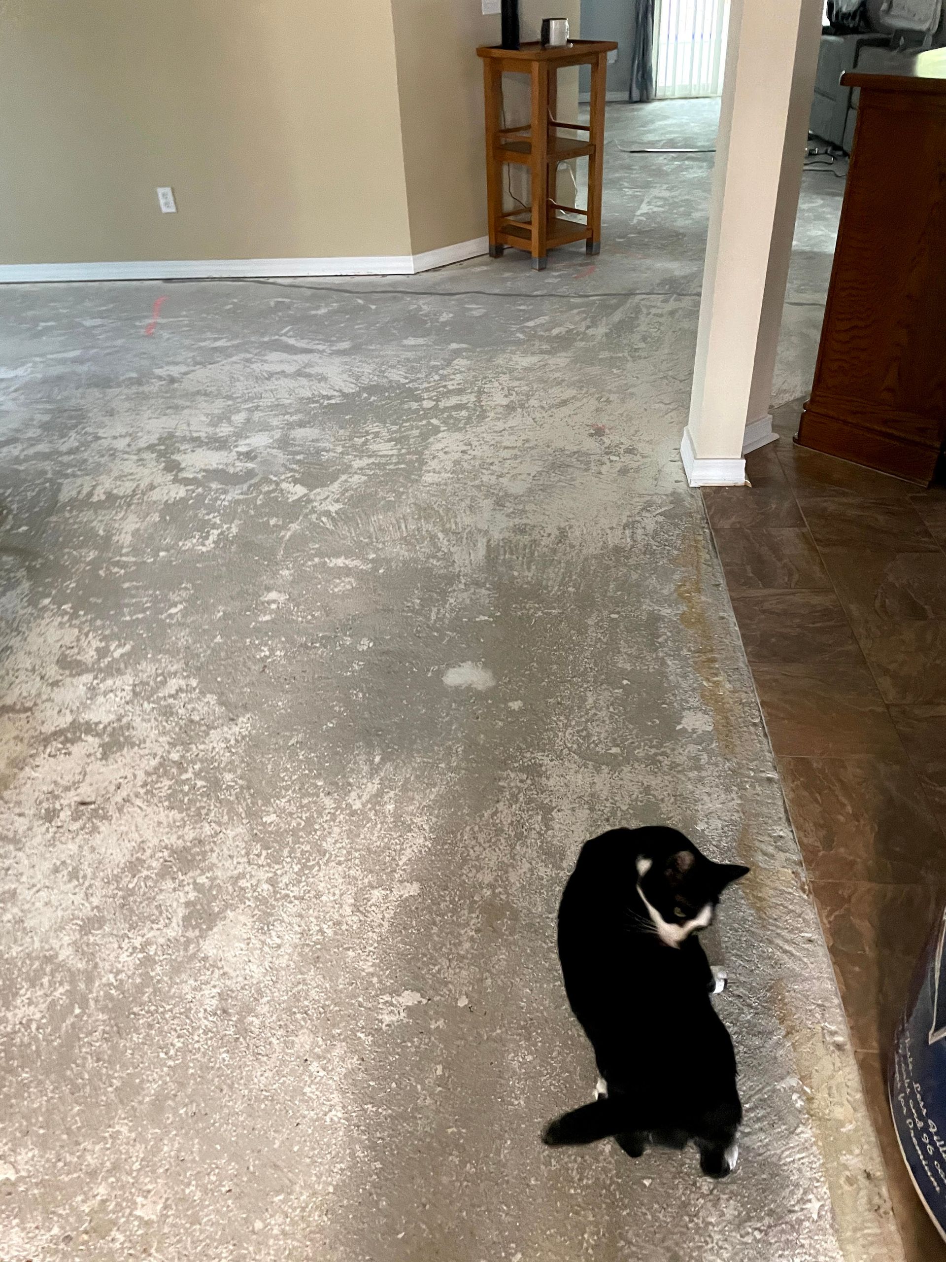 Black cat sitting on beige carpet in a living room near a doorway