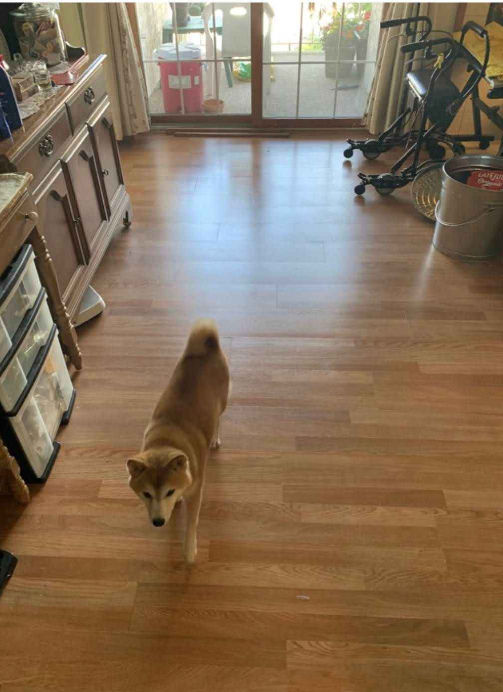 Small brown dog walking across a hardwood floor in a bright room with exercise equipment and sliding glass doors.