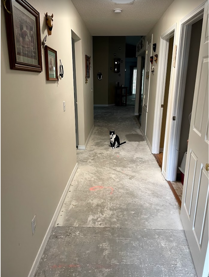 Long hallway under renovation with a small black-and-white dog sitting in the center