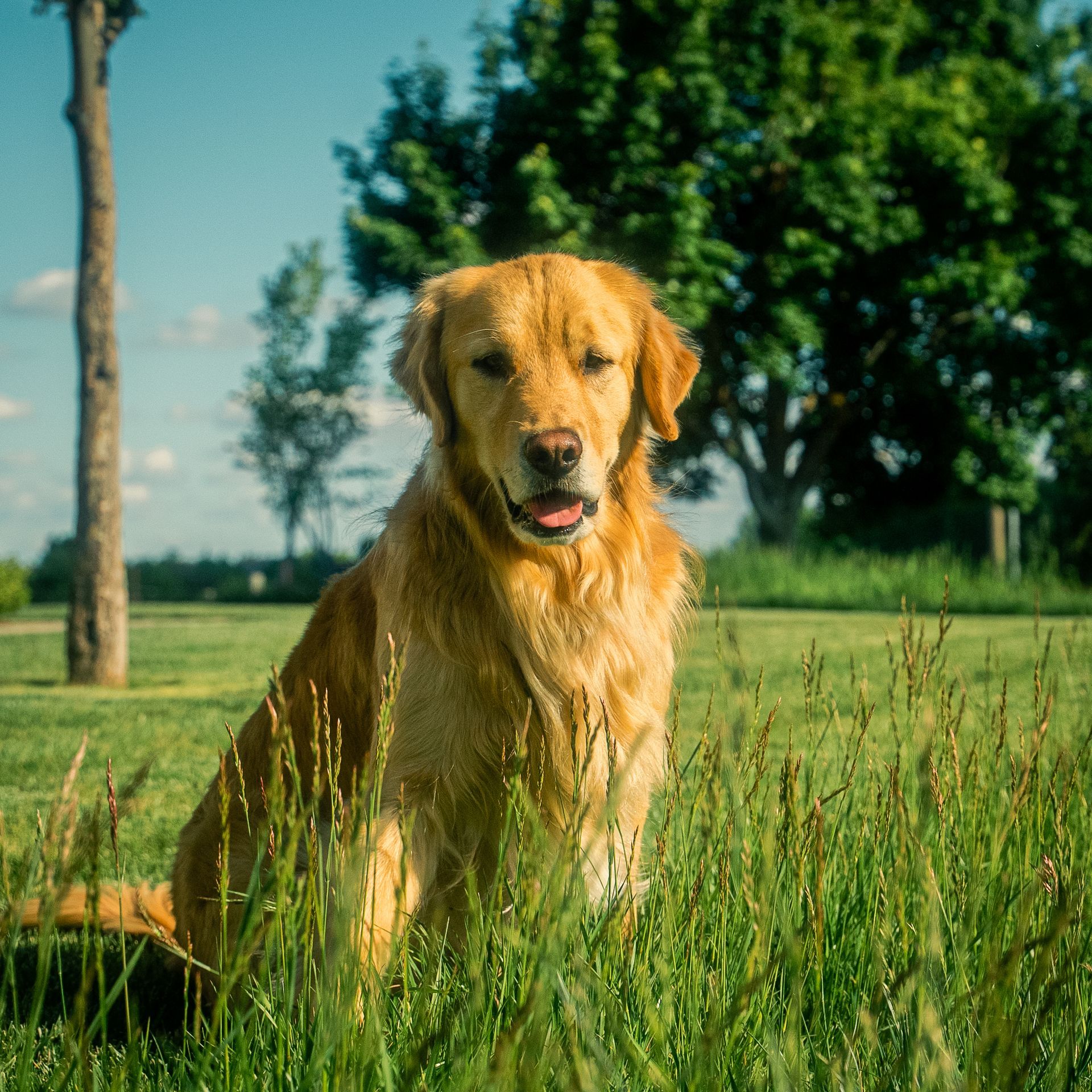 Golden retriever sitting in tall grass on a sunny day.