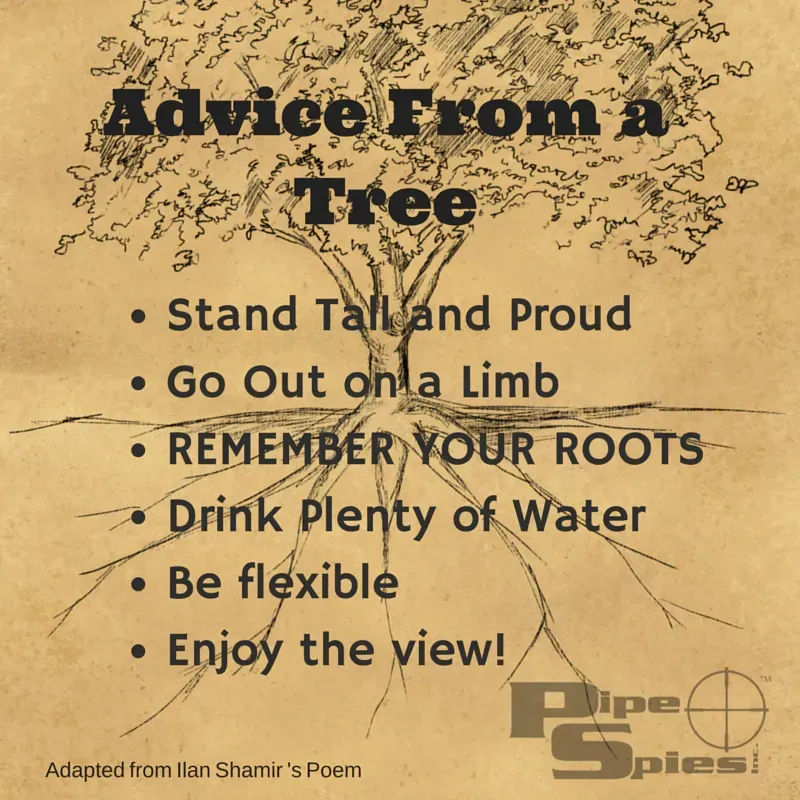 Advice from a tree with bullet points: stand proud, go out on a limb, remember roots, drink water, be flexible, enjoy the view.