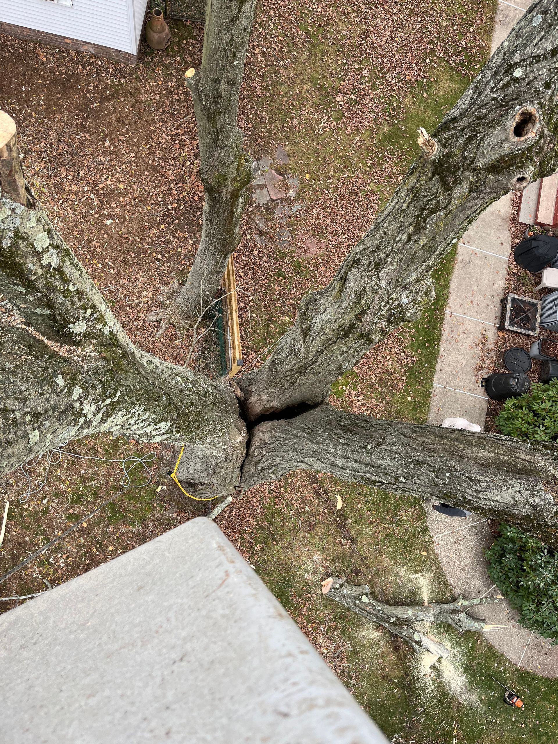 Overhead view of large tree branches around a trunk in a leaf-covered yard near a concrete walkway