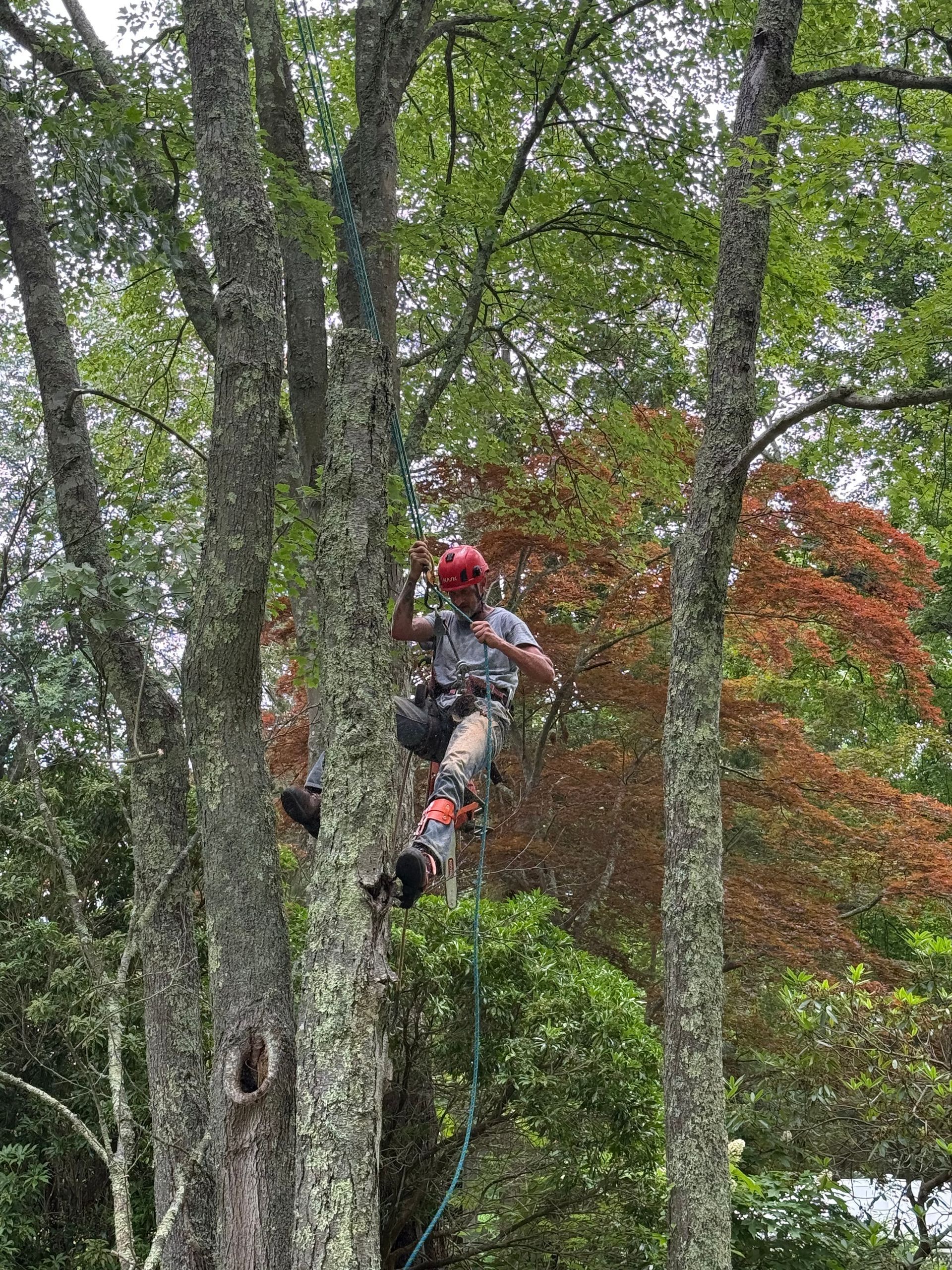 Arborist in a red helmet climbing a tree with safety gear in a wooded area