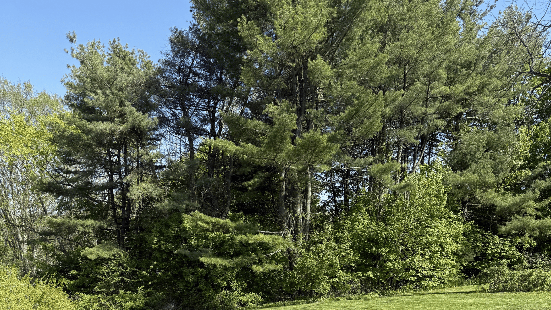 Dense green trees under a bright blue sky in a sunny forest clearing