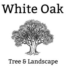 White oak tree & landscaping White oak tree & landscaping