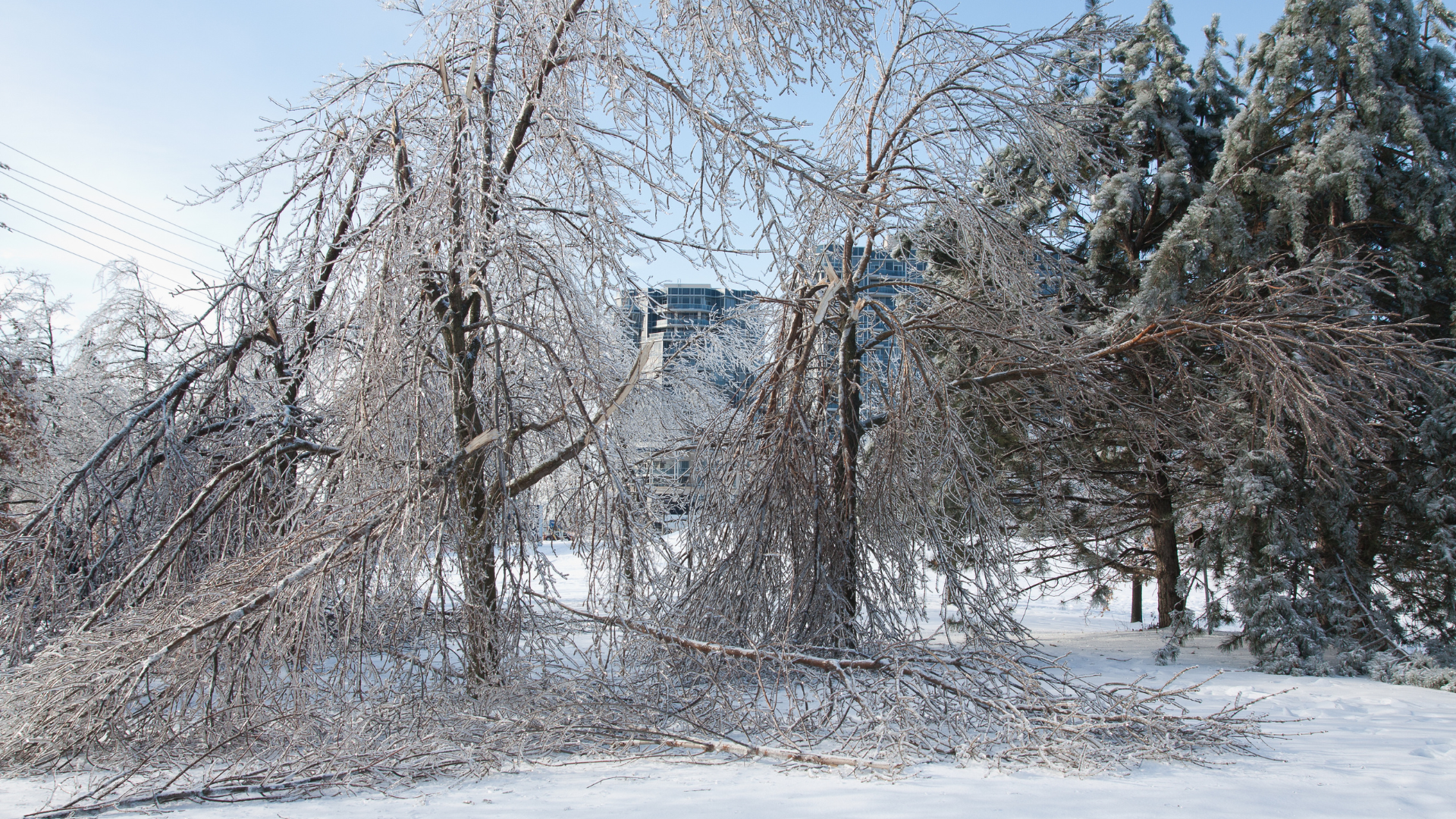 Snow-covered trees in a wintry park or yard, with a building in the background