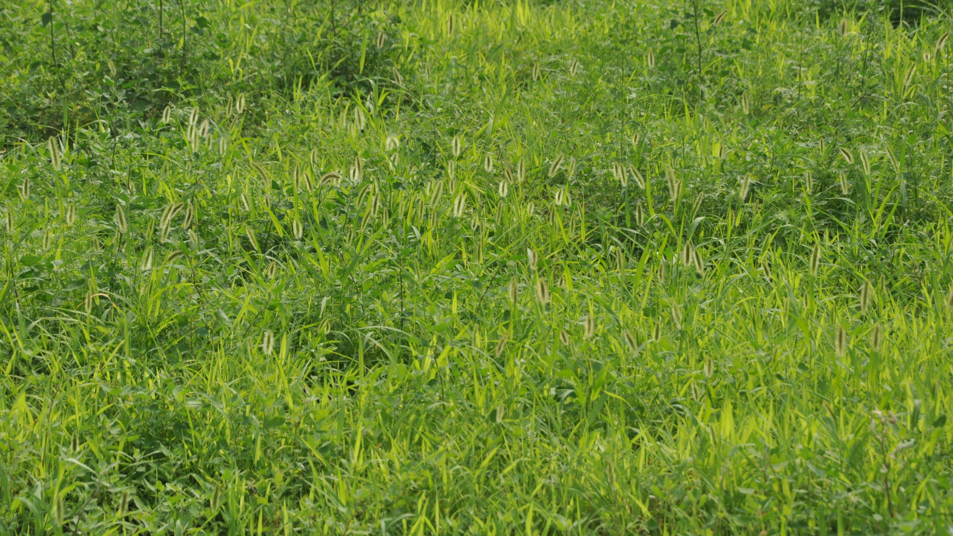 Dense green grass filling the frame, with a few yellow wildflowers scattered throughout.