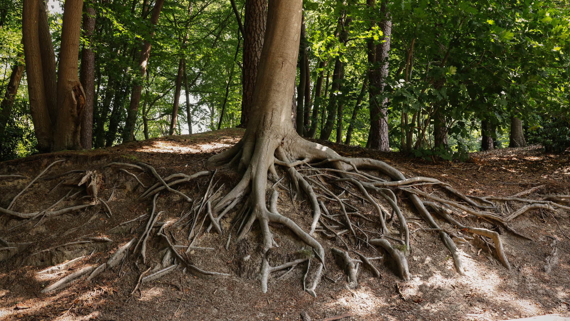 Large tree roots exposed on a dirt slope in a wooded forest area