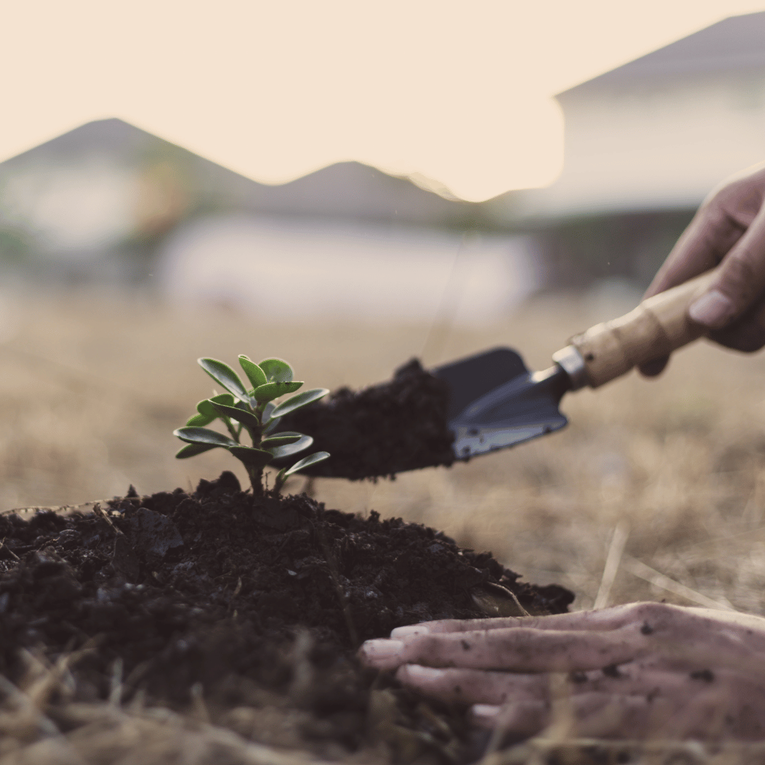 Hands planting a small sapling with a trowel in a garden bed at sunset