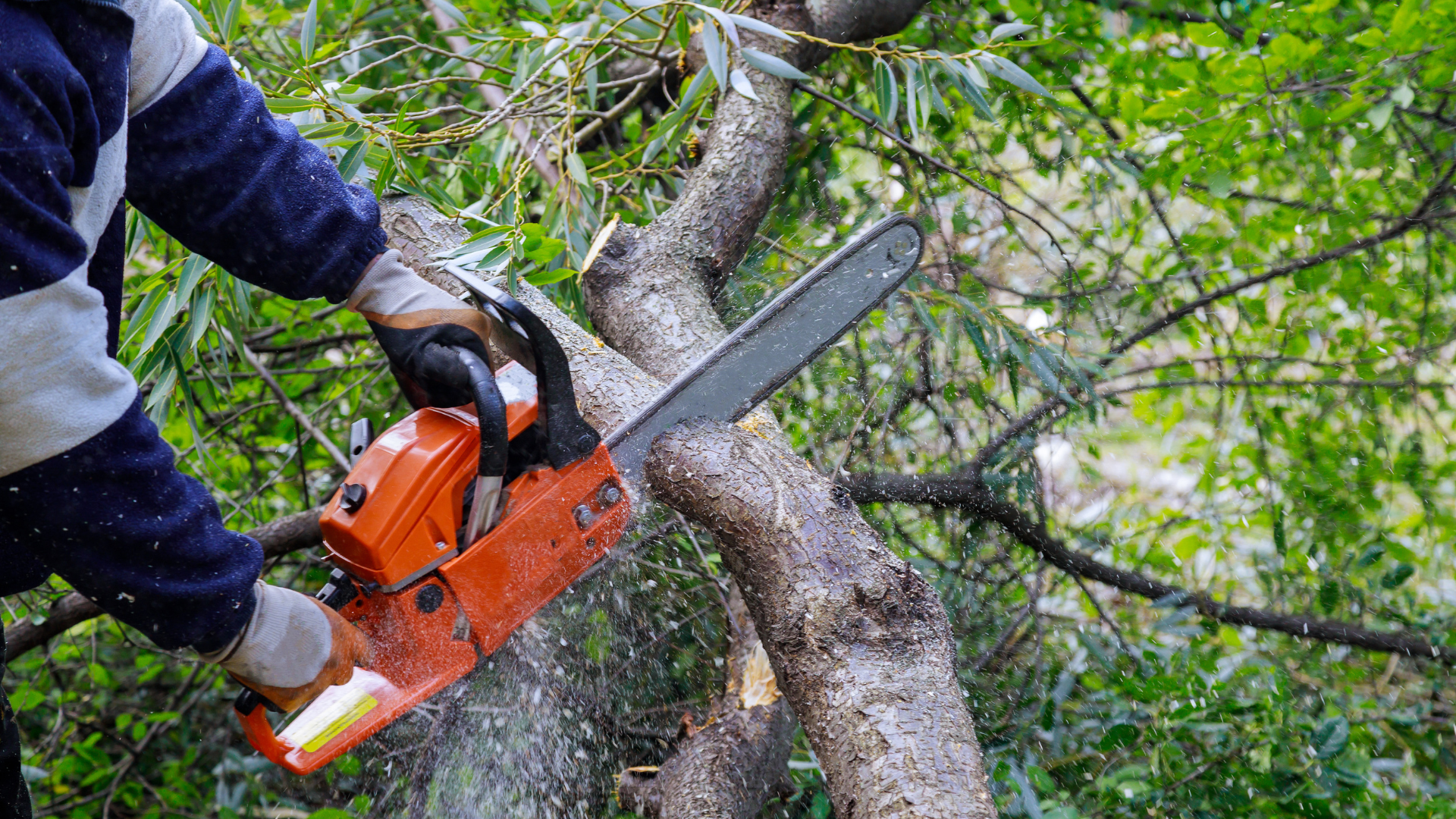 Person using an orange chainsaw to cut a fallen tree branch in a leafy yard