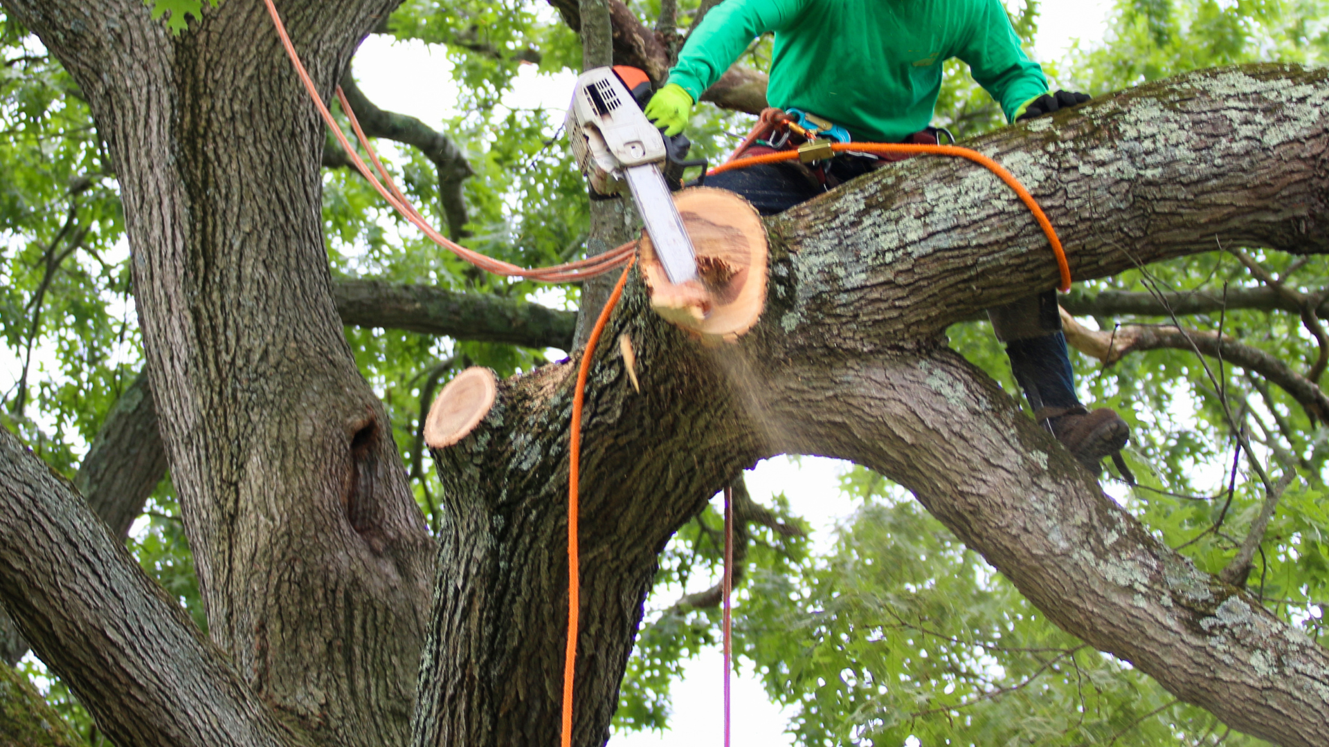 Worker in high-vis gear and blue helmet cuts branches from a tree beside a building.