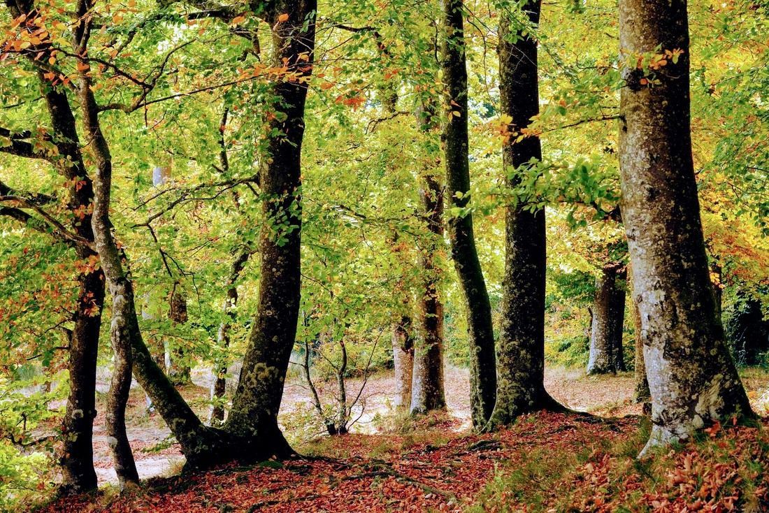 Arbres dans une forêt avec des feuilles vertes et jaunes, des troncs bruns et un sol forestier couvert de feuilles.