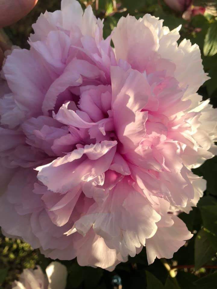 Gros plan d'une pivoine rose clair entièrement fleurie avec de nombreux pétales doux, éclairée par le soleil.