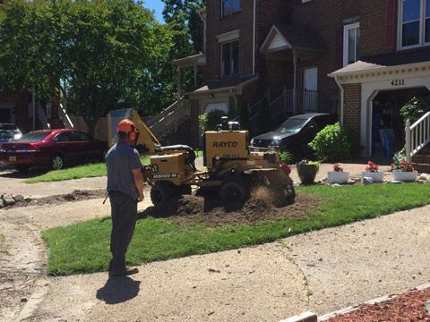Removing Tree Stump — Virginia Beach, VA — Bay Tree Care