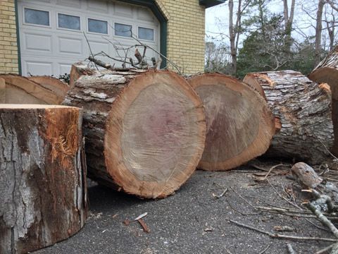 Removed Tall Tree — Virginia Beach, VA — Bay Tree Care