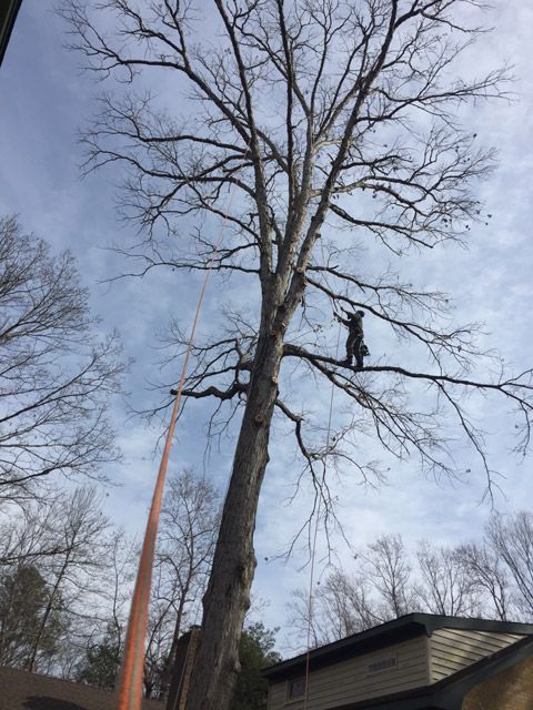 Tree Trimming Expert — Virginia Beach, VA — Bay Tree Care