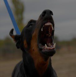 A close up of a dog on a leash with its mouth open.