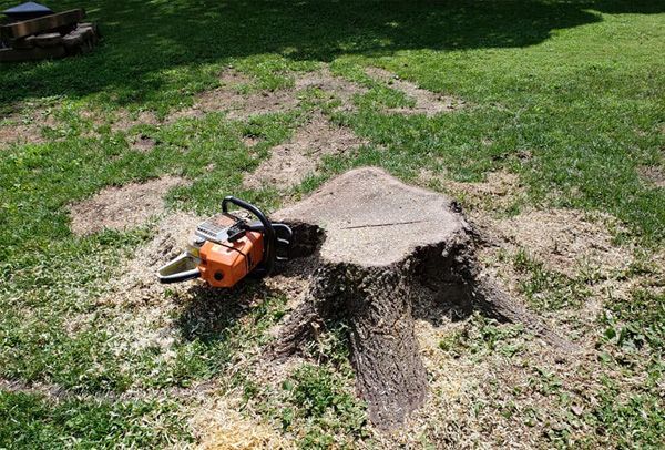 A chainsaw is sitting on top of a tree stump.