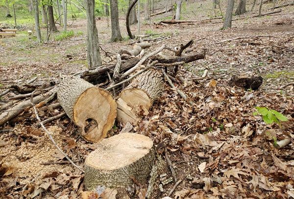 A pile of logs laying on the ground in the woods.