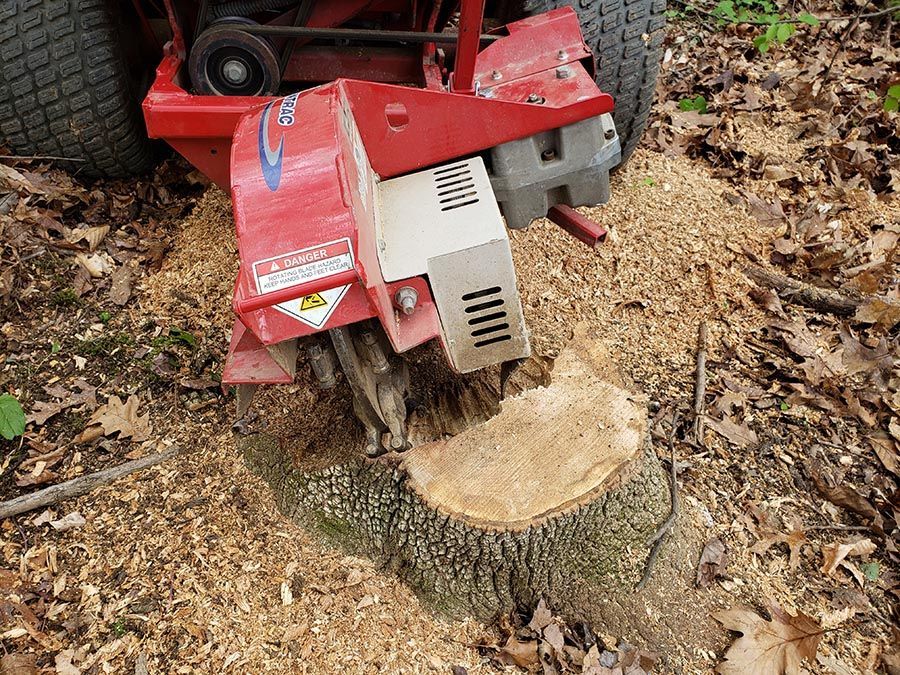 A tractor is stump grinding a tree stump in the woods.