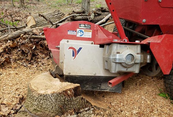 A red and white machine is cutting a tree stump in the woods.
