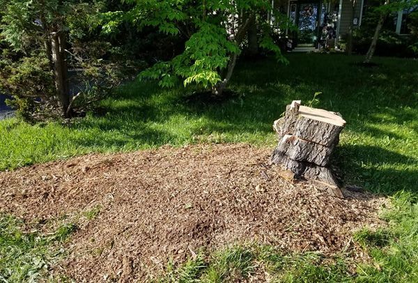 A tree stump is sitting in the middle of a lush green field.
