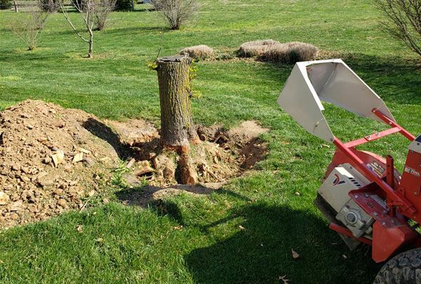 A stump grinder is being used to remove a tree stump.
