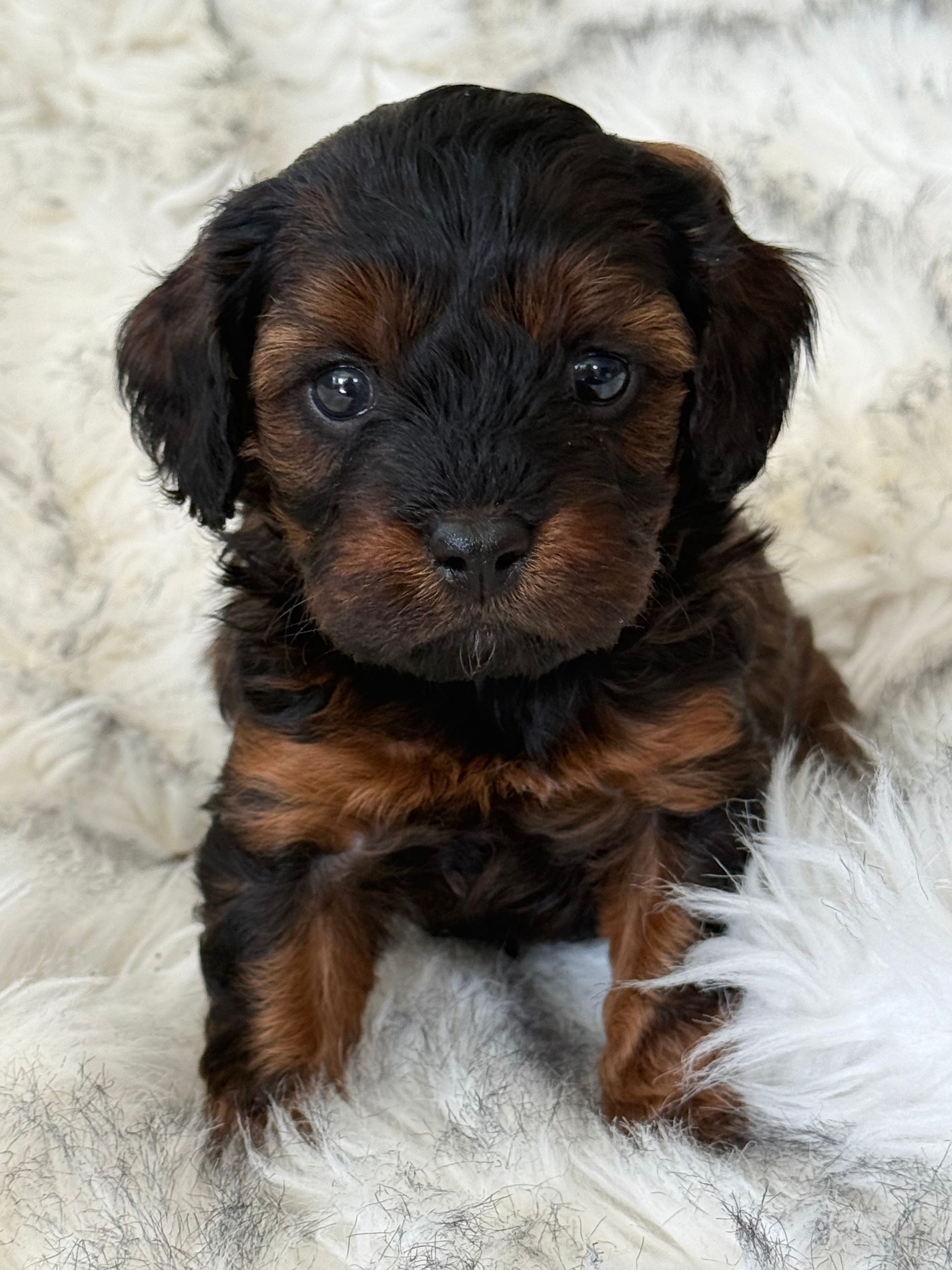 NOW SOL D  Black and Tan Male Toy Cavoodle pup five weeks old in this photo ready to go after the 22nd of October. Approx six kilos as adults.