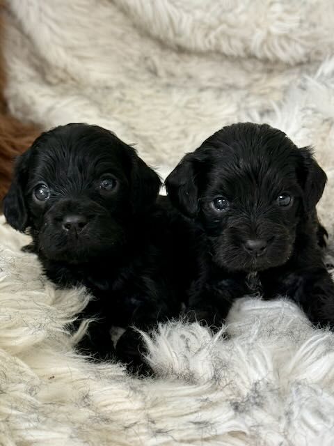 Two female black toy pups available photo is of a previous litter  and pups will be very similar these pups are ready to go in six weeks. Approx six kilos as adults.