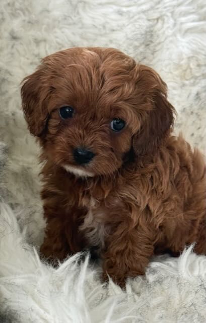 Toy sized red female ready to go now very cute and playful, please call 0273221928 Janine@Cavoodles.nz vaccinated and vet checked.