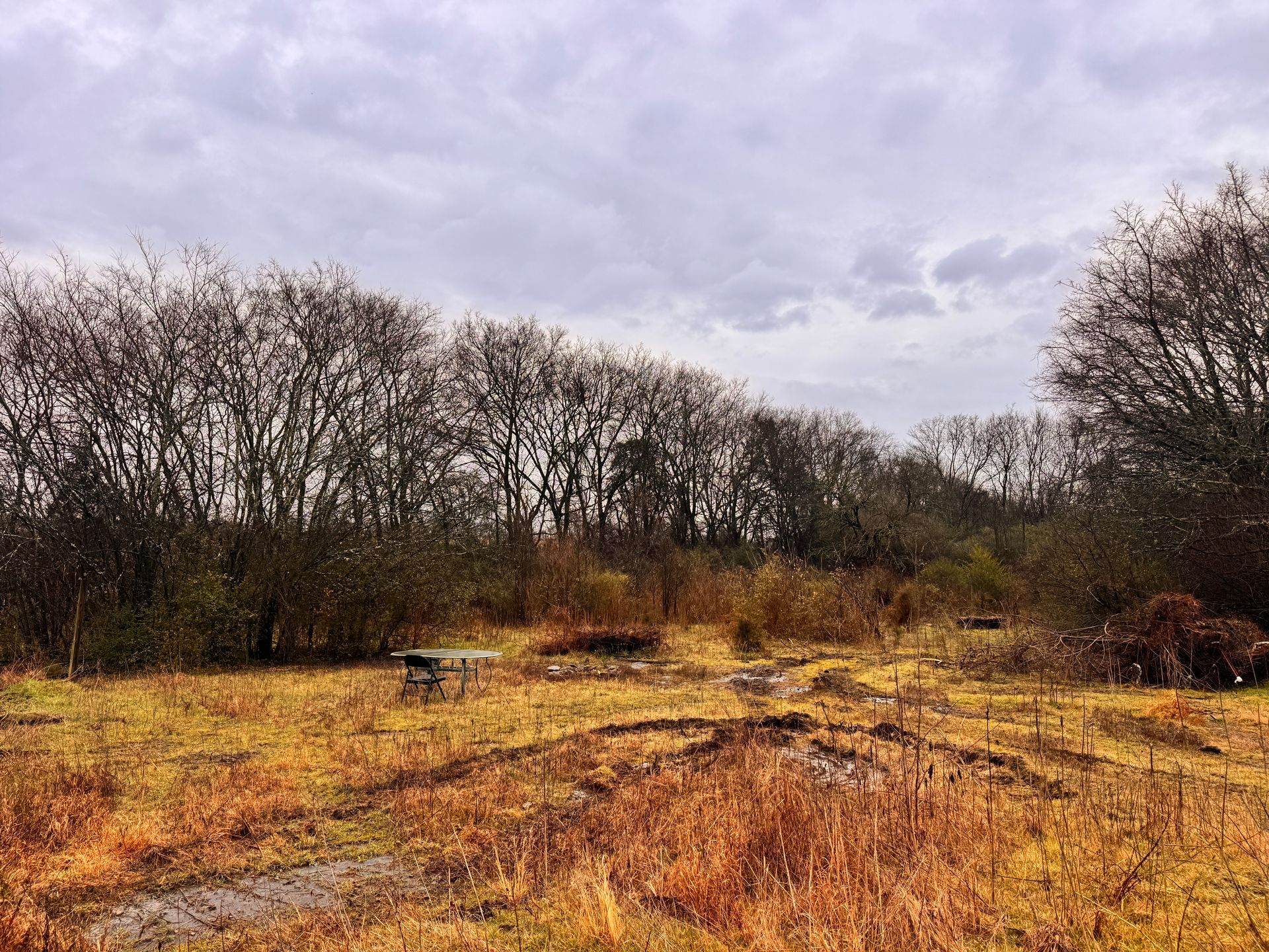 A grassy field with patches of dry, orange vegetation under a cloudy, overcast sky, bordered by a line of bare trees.