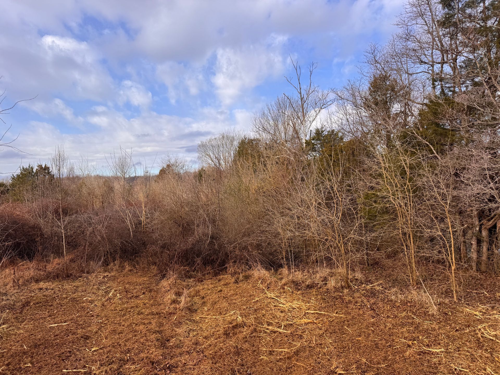 A clear-cut foreground of brown mulch leads to a dense thicket of bare, dormant trees and shrubs under a cloudy sky.