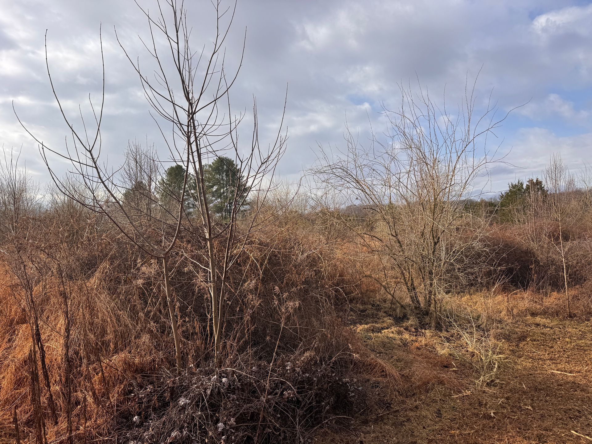 A landscape of sparse, dormant trees and dry, brown brush under a cloudy sky in late winter or early spring.