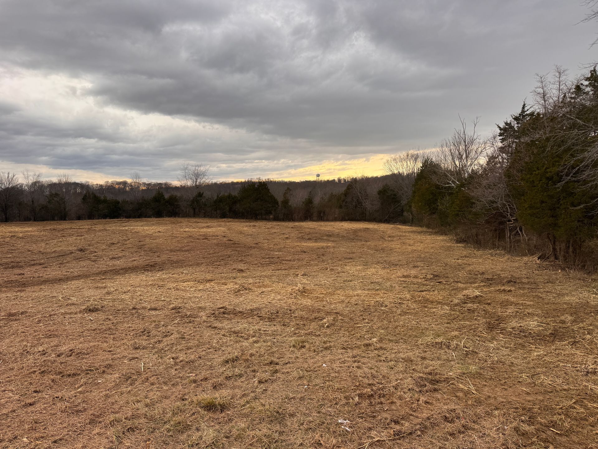 A wide, golden-brown field under a cloudy, overcast sky, with a line of dark trees stretching across the horizon.