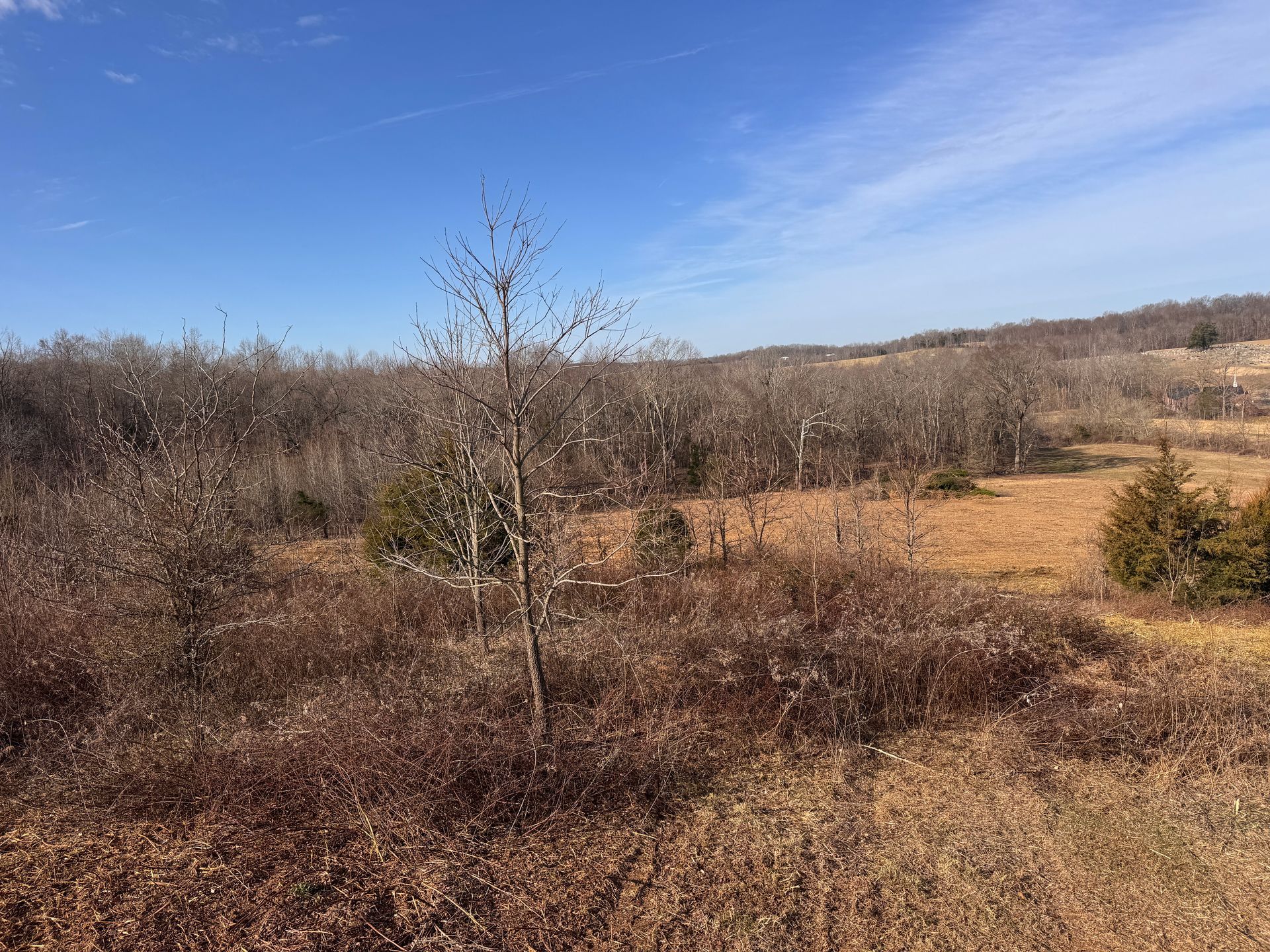 A sparsely wooded field under a bright blue sky, with dormant trees and brown grasses in late autumn or early winter.