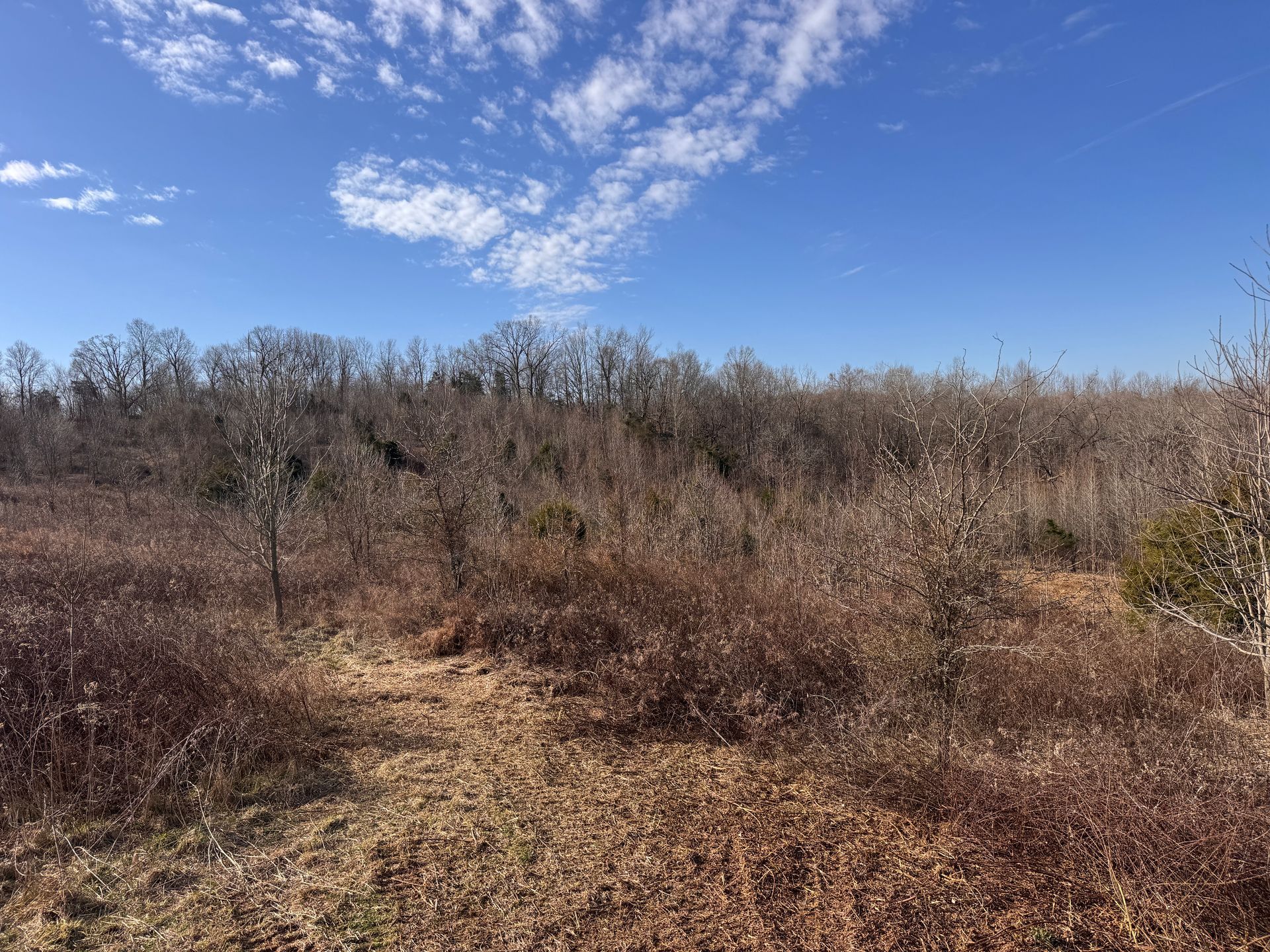 A wide, sunny field of dormant, brown brush and scattered trees leads to a dense forest under a bright blue sky.