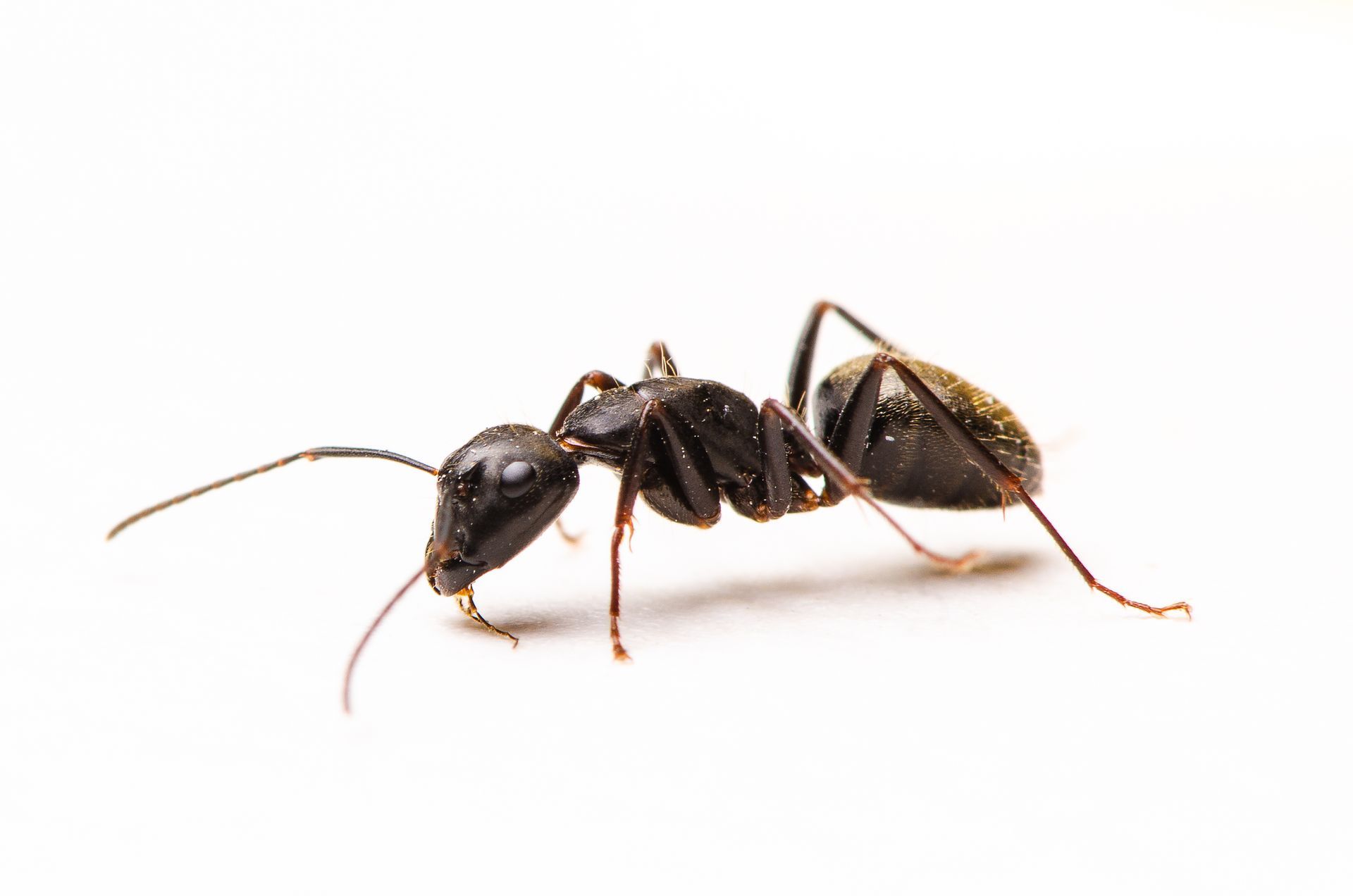 Ants
