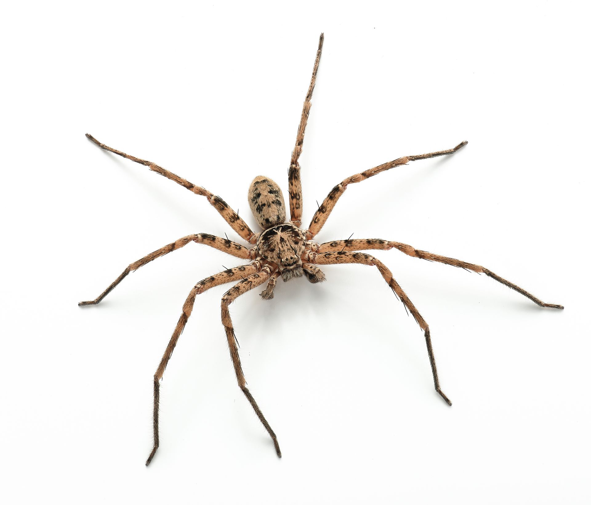 Spiders