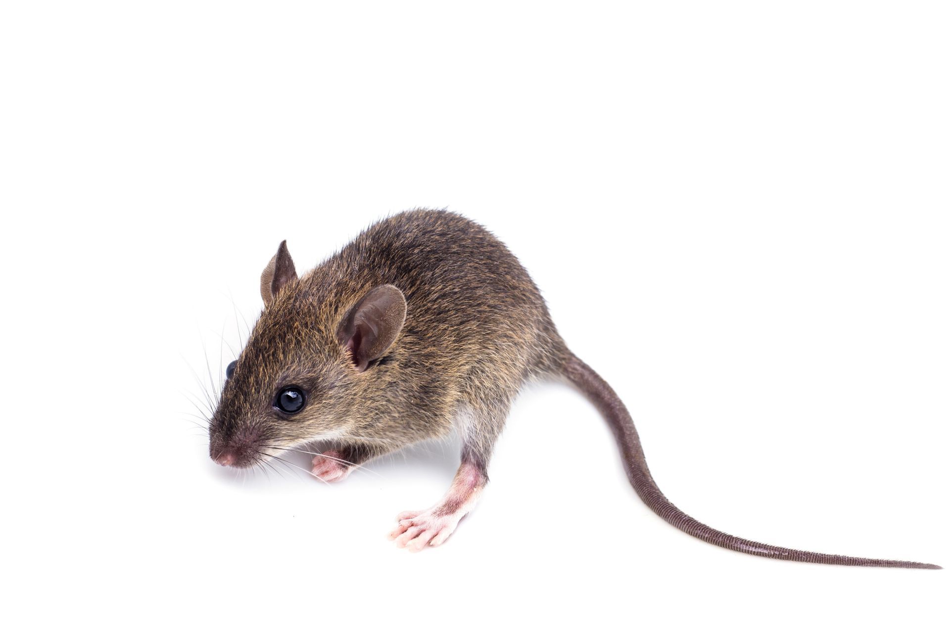 Rats