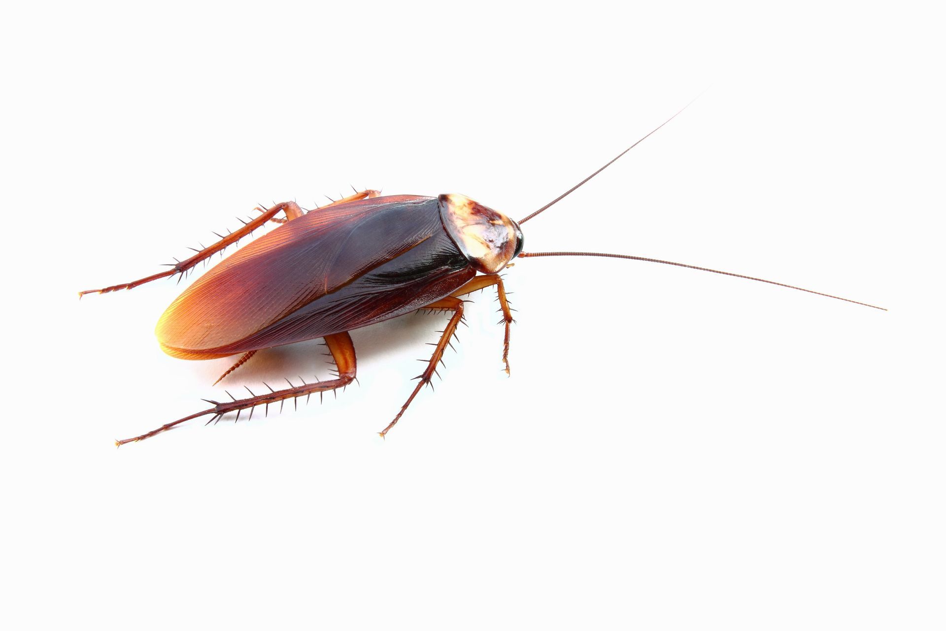 Roaches