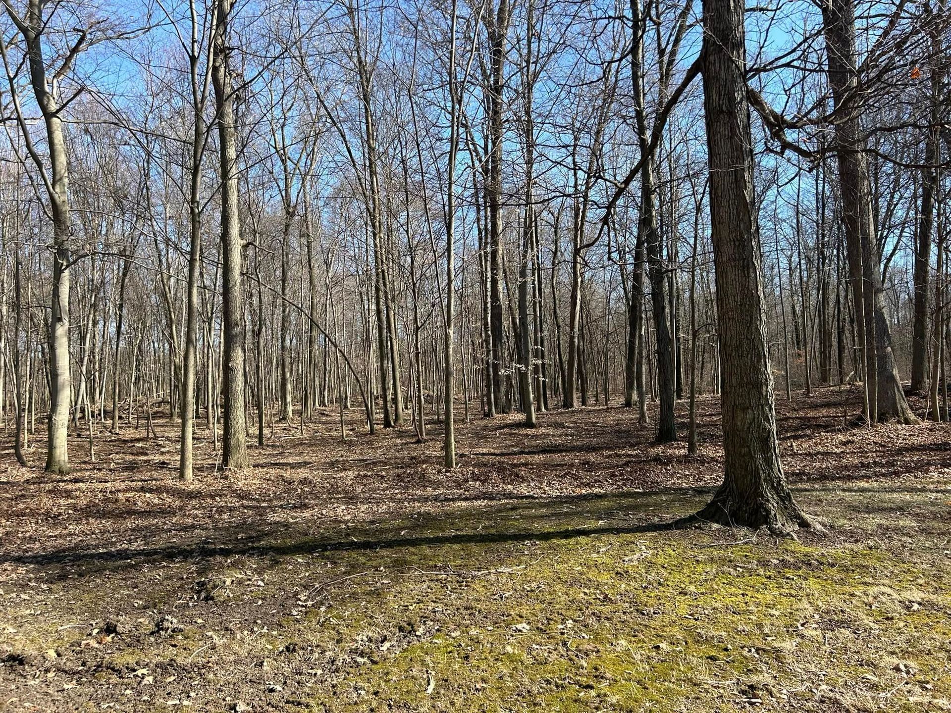 Bare trees in a forest with brown leaves on the ground and a green grassy area.