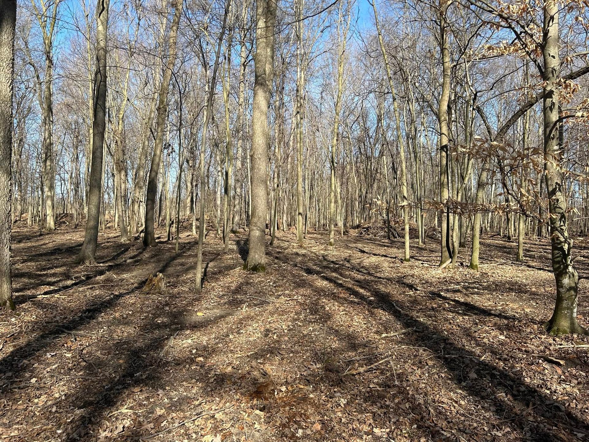 Forest scene with tall, bare trees casting long shadows on the leaf-covered ground under a blue sky.