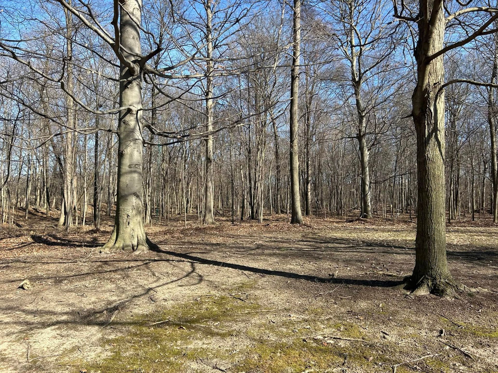 Bare trees in a forest on a sunny day with brown ground.