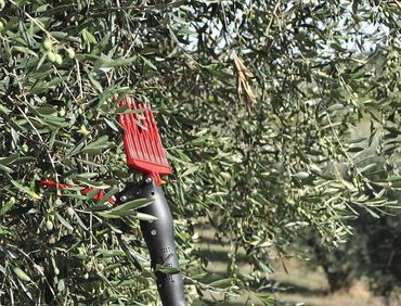 Abbacchiatore per olive Abbacchiatore per olive