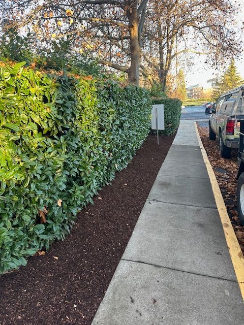 A sidewalk bordered by a tall, green hedge on the left and a parking lot with a truck on the right.